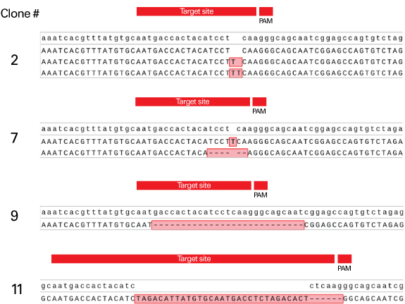 Successful Identification Of Monoallelic And Biallelic Mutants After ...